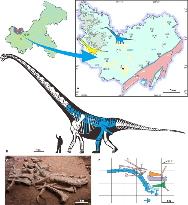 化石發現點地質簡圖與保存材料及骨骼復原圖 （骨骼復原圖中藍色部分為保存的化石）。重慶市規劃和自然資源局供圖
