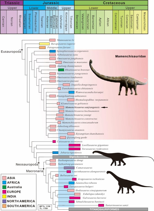 蜥腳類恐龍系統發育位置圖（箭頭指示三江馬門溪龍所在系統發育位置）。重慶市規劃和自然資源局供圖